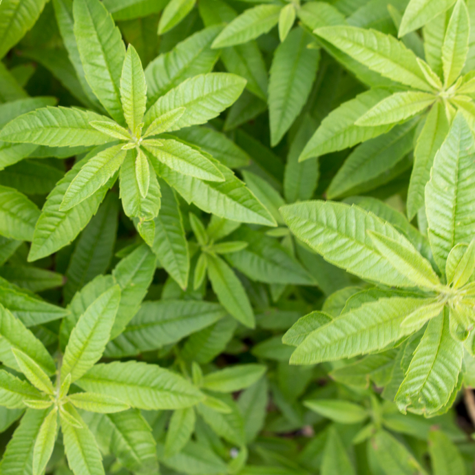 Close-up of fresh lemon verbena leaves with vibrant green color and textured veins, highlighting one of the natural ingredients in Organic Green Energy Tea.