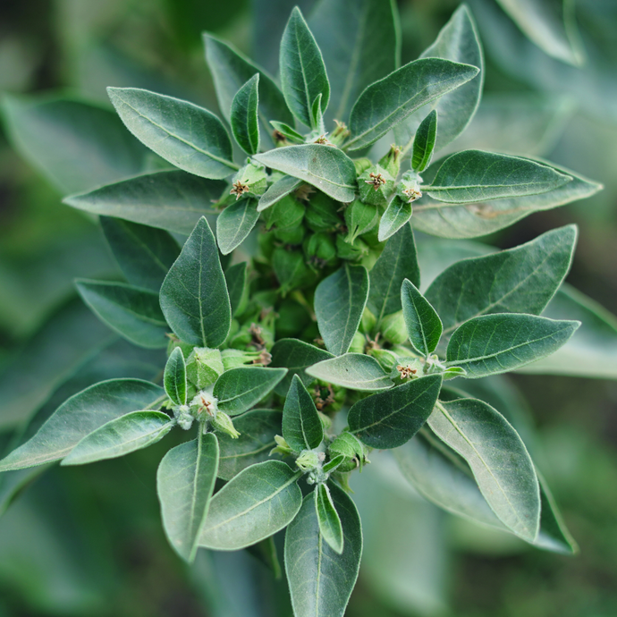 Close-up of a green ashwagandha plant with pointed leaves and small developing buds, showing the natural source of Organic Ashwagandha Root Tea.