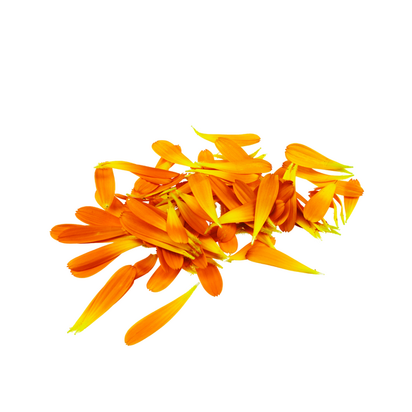 Cluster of marigolds on a white background