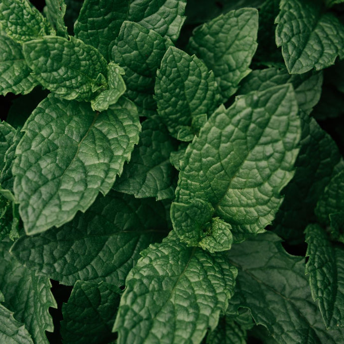 Close-up of green leaves with a dark background