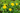 Close-up of bright yellow Damiana flowers with five petals surrounded by lush green leaves in a garden setting.