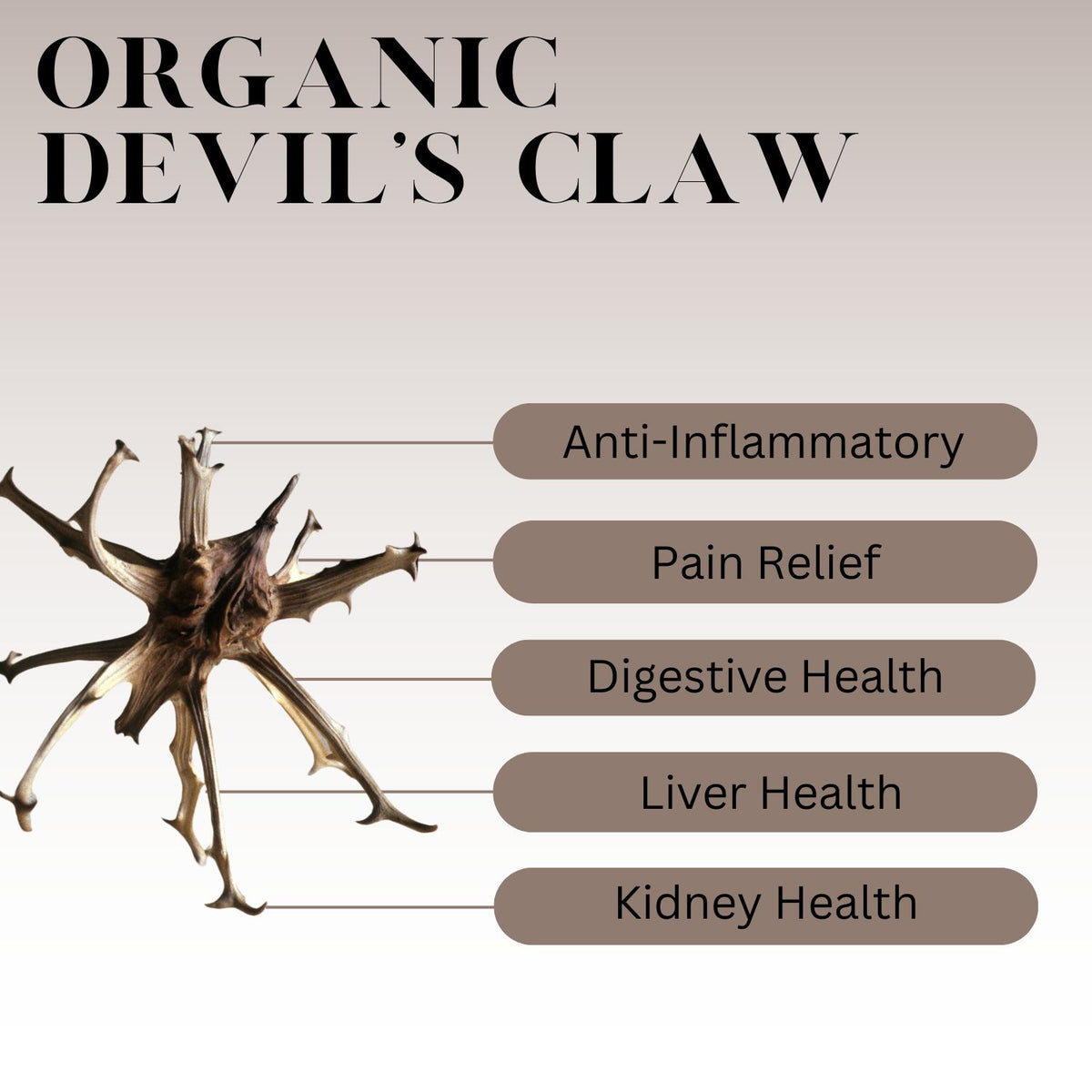An infographic description for Organic Devil's Claw.