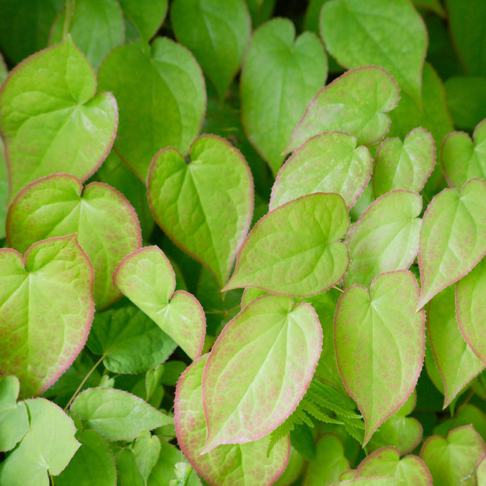 Close-up of green epimedium