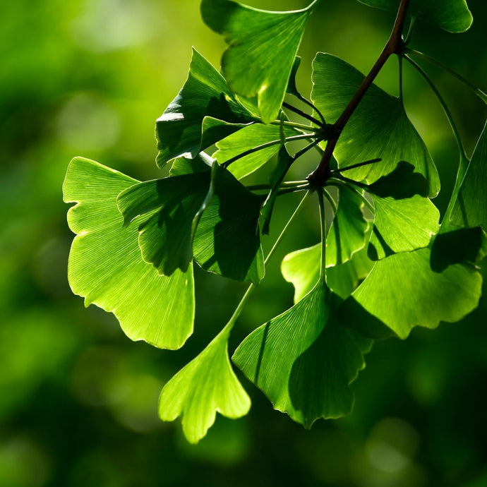 Close-up of green ginkgo biloba leaves with a blurred green background