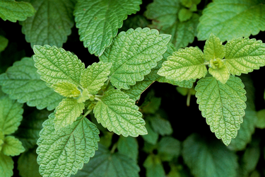 A close up on the leaves of a lemon balm plant.