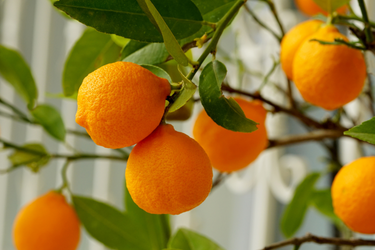 A close up of an Orange tree, showcasing the vibrant orange color of the fruits.