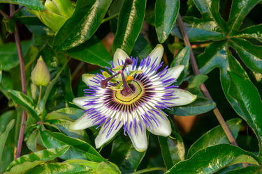 Close-up of a passion flower in bloom with white and purple petals surrounded by lush green leaves.