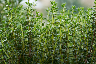 Close-up of fresh thyme plants with slender green stems and small aromatic leaves growing densely.